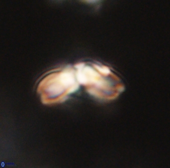 Cyclagelosphaera elevatocycla 62360