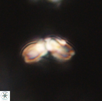 Cyclagelosphaera elevatocycla 62360