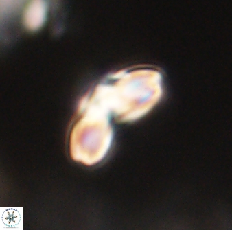 Cyclagelosphaera elevatocycla 62361