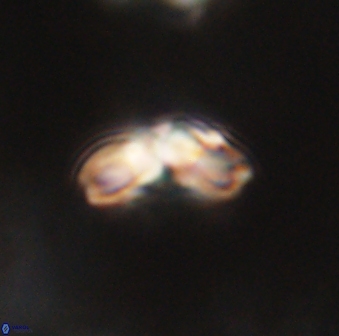 Cyclagelosphaera elevatocycla 62364