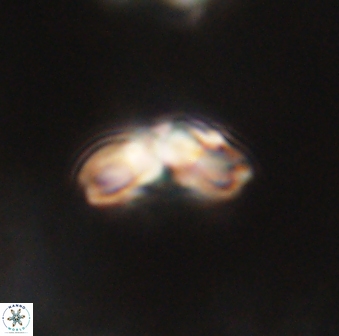 Cyclagelosphaera elevatocycla 62364