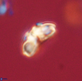 Cyclagelosphaera elevatocycla 62366