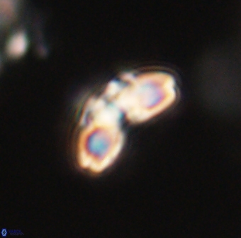 Cyclagelosphaera elevatocycla 62368