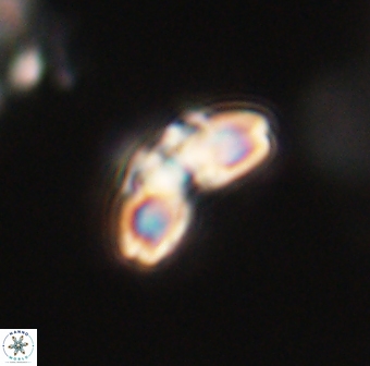 Cyclagelosphaera elevatocycla 62368