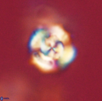 Cyclagelosphaera elevatocycla 62371