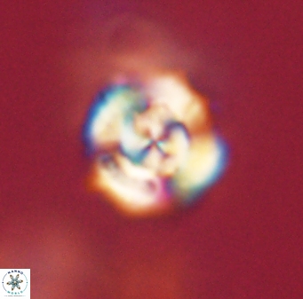 Cyclagelosphaera elevatocycla 62371