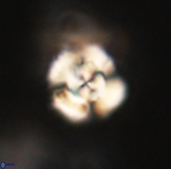 Cyclagelosphaera elevatocycla 62372