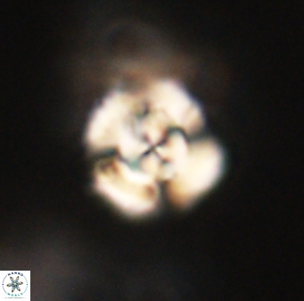 Cyclagelosphaera elevatocycla 62372