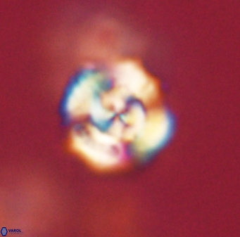 Cyclagelosphaera elevatocycla 62375