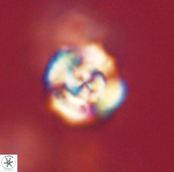 Cyclagelosphaera elevatocycla 62375