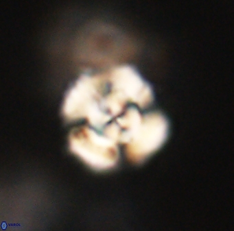 Cyclagelosphaera elevatocycla 62376