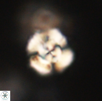 Cyclagelosphaera elevatocycla 62376