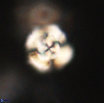 Cyclagelosphaera elevatocycla 62377