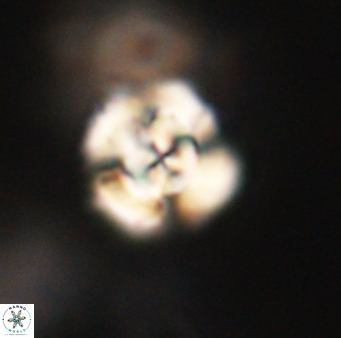 Cyclagelosphaera elevatocycla 62377