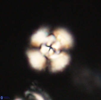 Cyclagelosphaera elevatocycla 62380
