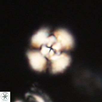 Cyclagelosphaera elevatocycla 62380