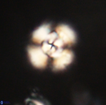 Cyclagelosphaera elevatocycla 62381