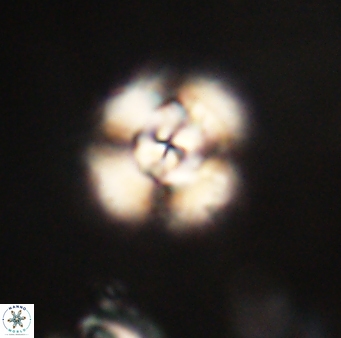Cyclagelosphaera elevatocycla 62381