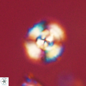 Cyclagelosphaera elevatocycla 62382