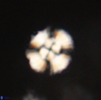 Cyclagelosphaera elevatocycla 62383