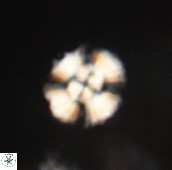 Cyclagelosphaera elevatocycla 62383