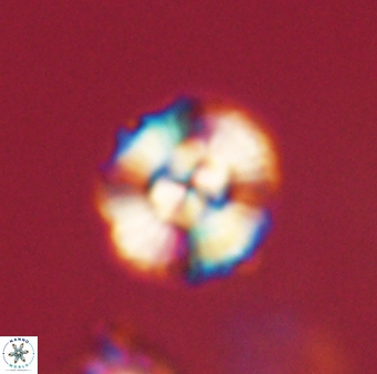 Cyclagelosphaera elevatocycla 62384