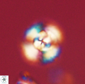 Cyclagelosphaera elevatocycla 62385