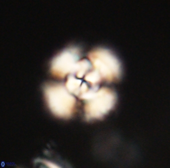 Cyclagelosphaera elevatocycla 62386