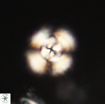 Cyclagelosphaera elevatocycla 62386