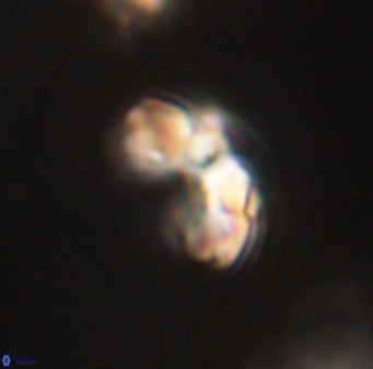 Cyclagelosphaera elevatocycla 62388