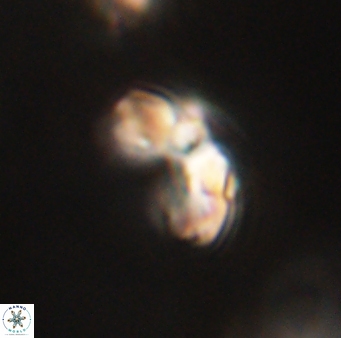 Cyclagelosphaera elevatocycla 62388