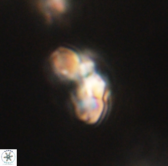 Cyclagelosphaera elevatocycla 62389
