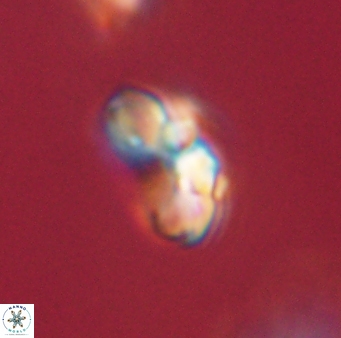 Cyclagelosphaera elevatocycla 62390