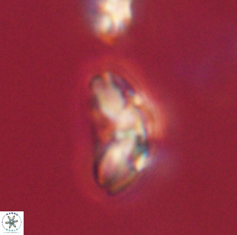 Cyclagelosphaera elevatocycla 62391