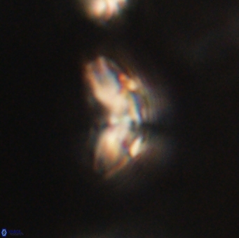 Cyclagelosphaera elevatocycla 62392