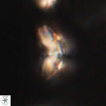 Cyclagelosphaera elevatocycla 62392