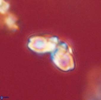 Cyclagelosphaera elevatocycla 62394