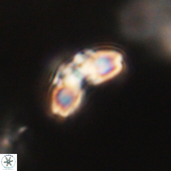 Cyclagelosphaera elevatocycla 62397