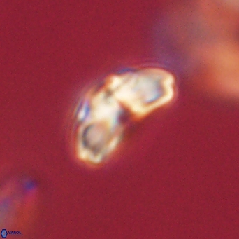 Cyclagelosphaera elevatocycla 62398