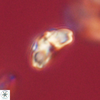 Cyclagelosphaera elevatocycla 62398