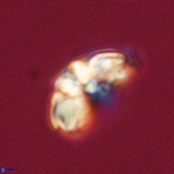 Cyclagelosphaera elevatocycla 68740