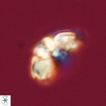 Cyclagelosphaera elevatocycla 68740