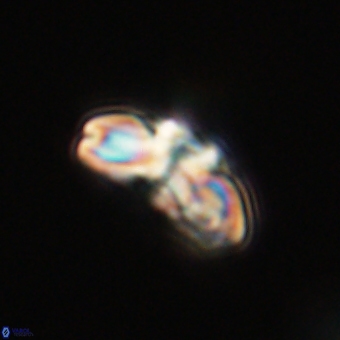 Cyclagelosphaera elevatocycla 68742