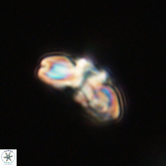 Cyclagelosphaera elevatocycla 68742