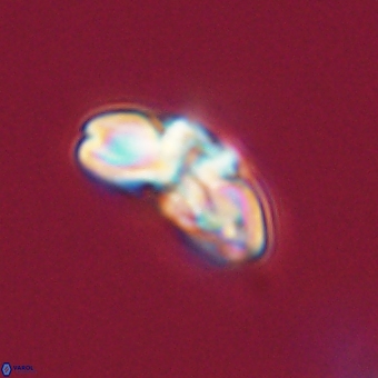 Cyclagelosphaera elevatocycla 68743