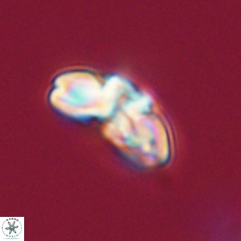 Cyclagelosphaera elevatocycla 68743