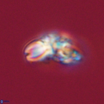 Cyclagelosphaera elevatocycla 68744
