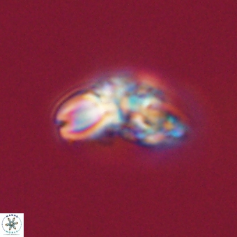 Cyclagelosphaera elevatocycla 68744