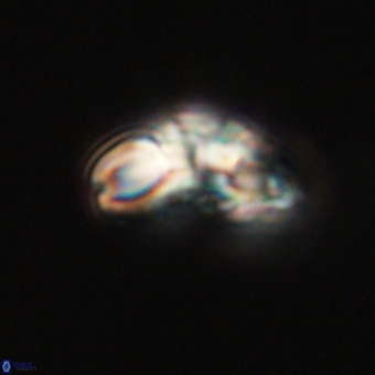 Cyclagelosphaera elevatocycla 68745