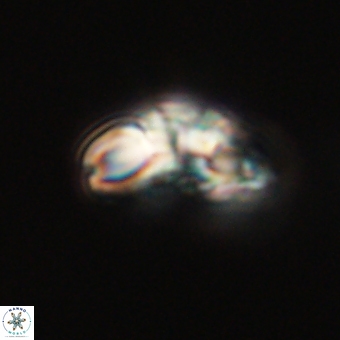 Cyclagelosphaera elevatocycla 68745